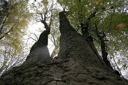 Lasy Nadleśnictwa Łagów