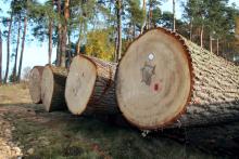 II Regionalna Submisja Drewna Cennego RDLP w Radomiu
