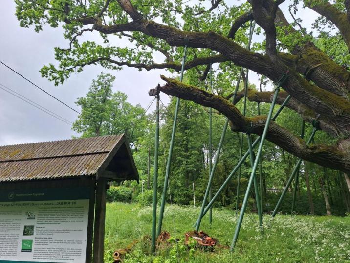 Urwany&#x20;konar&#x20;dębu&#x20;Bartka&#x20;fot&#x2e;&#x20;Paweł&#x20;Kowalczyk&#x2c;&#x20;Nadleśnictwo&#x20;Zagnańsk