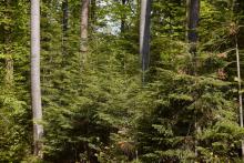 Akcja „Choinka 2025”