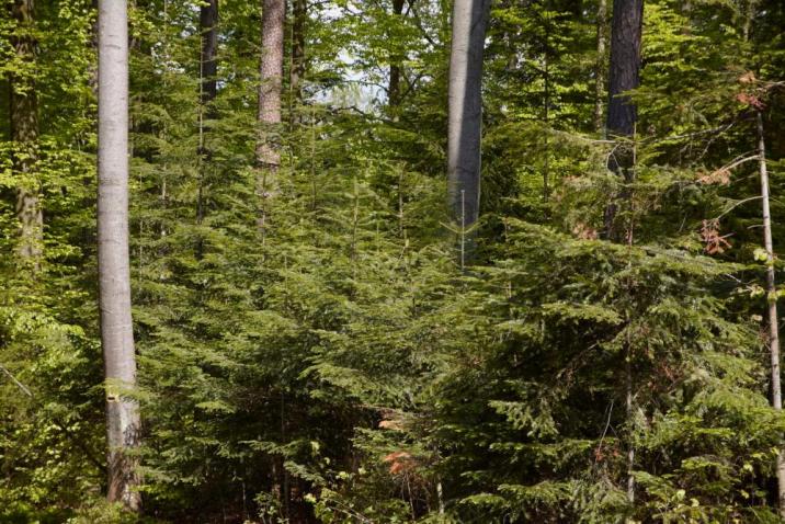 Na kradzieże choinek i stroiszu narażone są najbardziej lasy jodłowe, fot. arch. RDLP w Radomiu